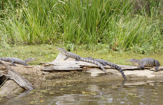 Alligators at a Louisiana swamp