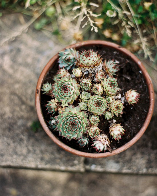 Potted succulents