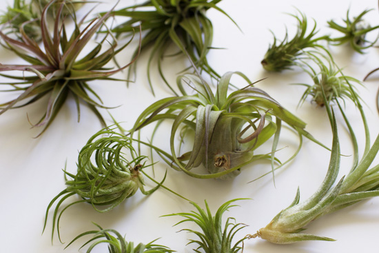 How to take care of air plants