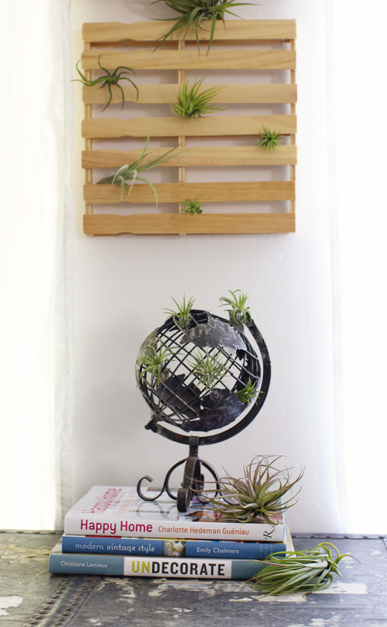 Air plant decor