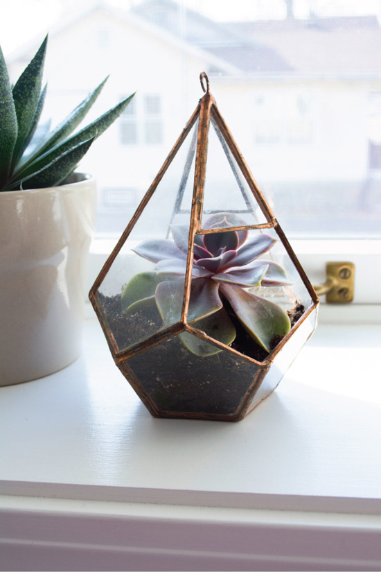 Cute succulent holder