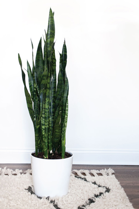 Snake plant