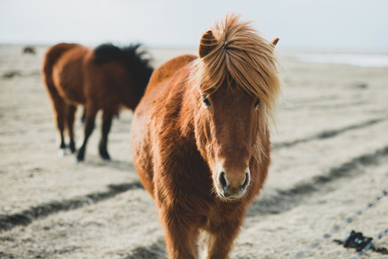 Icelandic horses