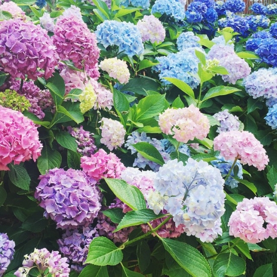 Hydrangeas!