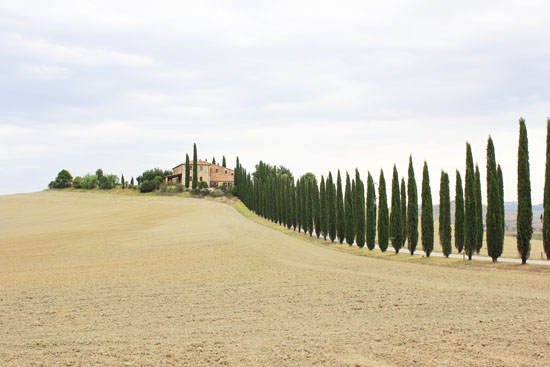 Cypress trees in Tuscany