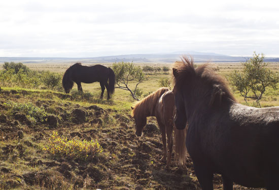 Horses in Iceland