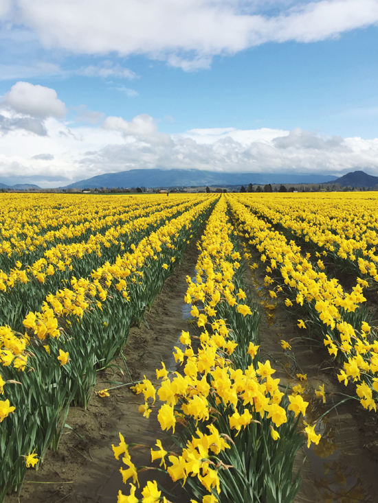 Daffodil fields in Skagit Valley, WA