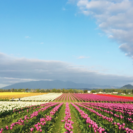 RoozenGaarde - tulip fields in Washington state