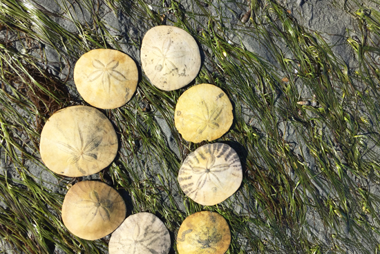 Sand dollars