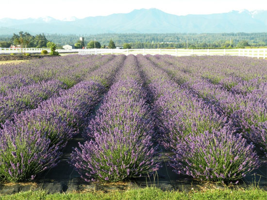 Sequim lavender fields