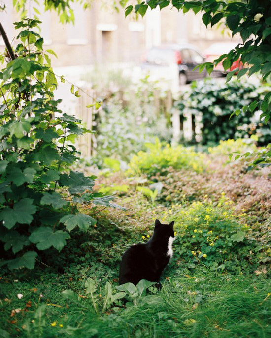 Backyard garden