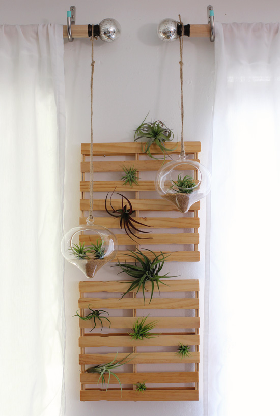 More Air Plants + A Giveaway