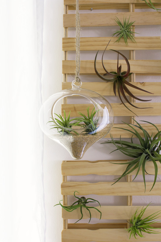 Air plant terrarium