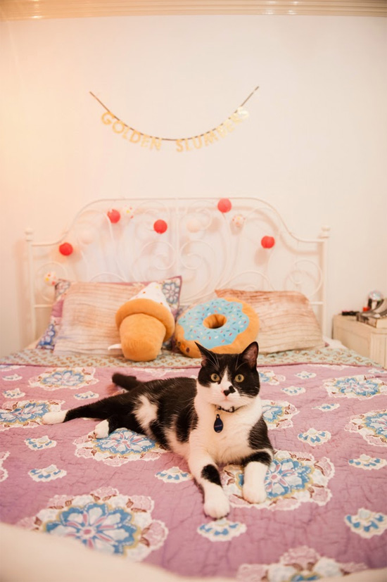 Donut pillow and cute kitty