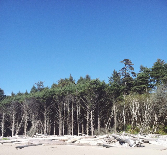 Kalaloch Beach