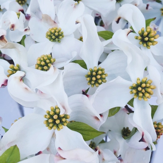 Dogwood flowers