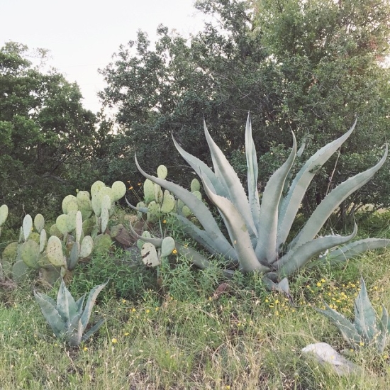 Cacti