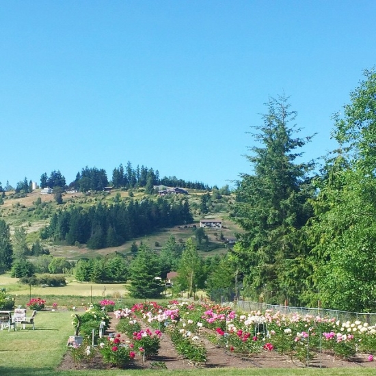 Peony farm