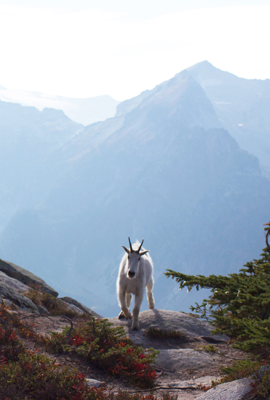 Mountain goat