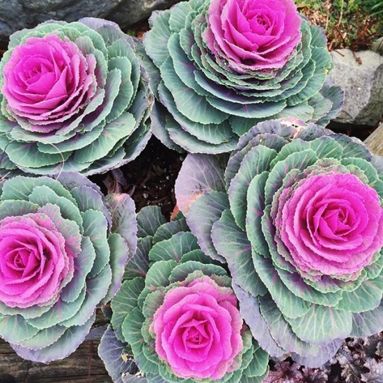 Cabbage flowers