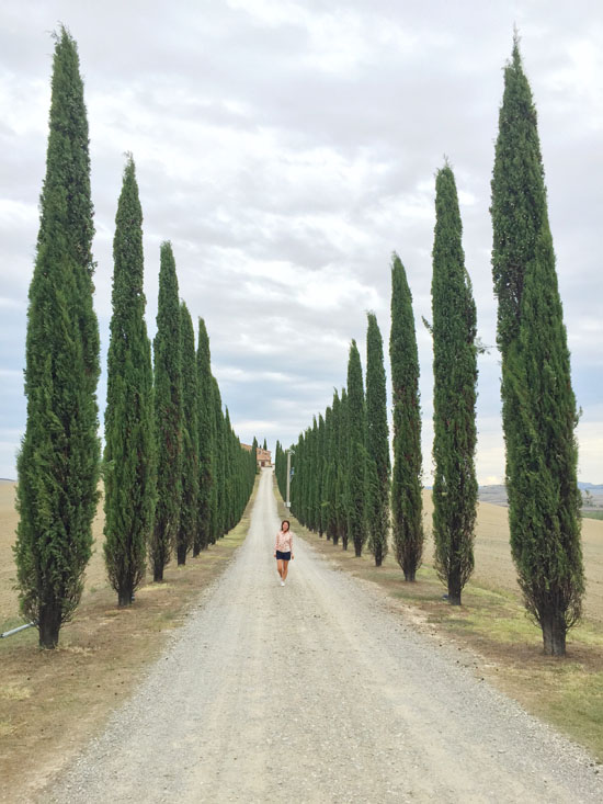 Cypress trees in Val d’Orcia, Tuscany