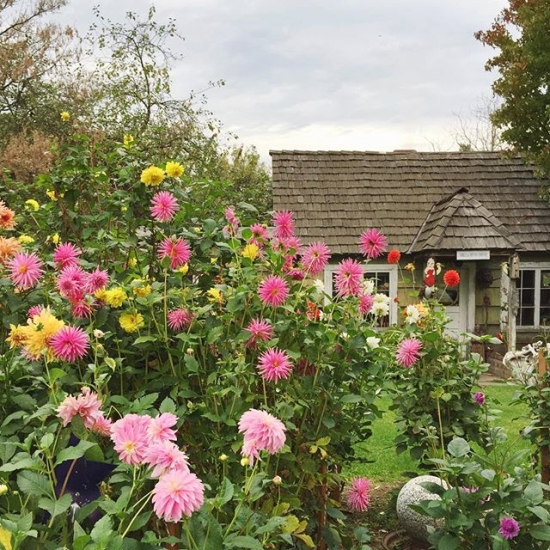 Cottage with garden of dahlias