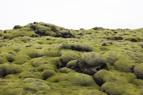Mossy fields in Iceland