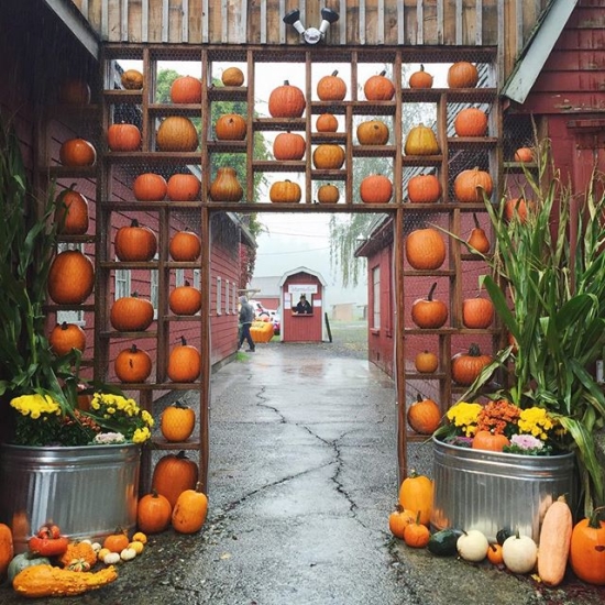 Pumpkin wall