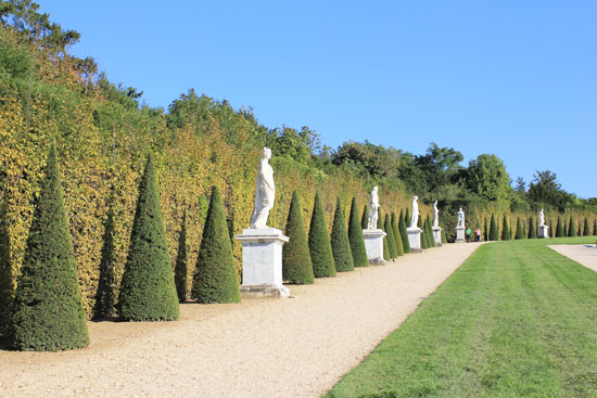 Manicured trees of Versailles