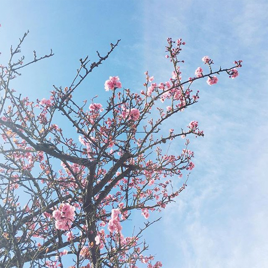 Cherry trees blossoming!