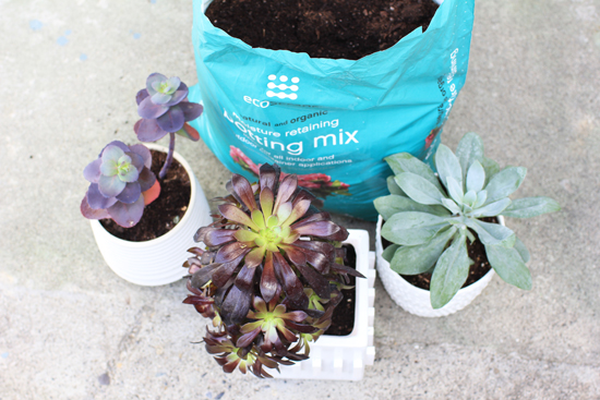 DIY Textured Planter + $50 Giveaway