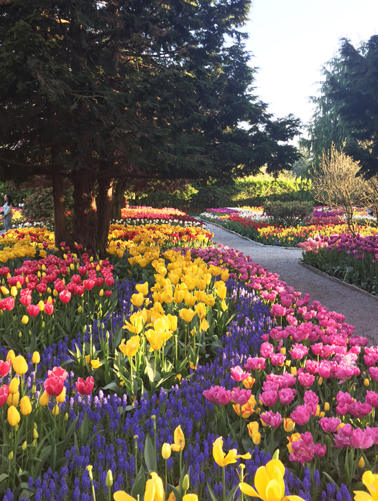 Tulip garden