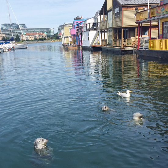 Seals at Fisherman's Wharf
