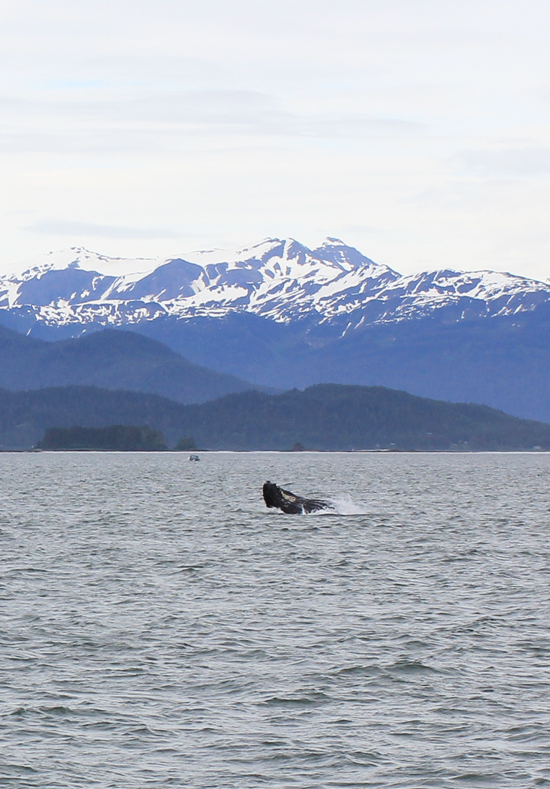 Humpback whale watching in Juneau, Alaska
