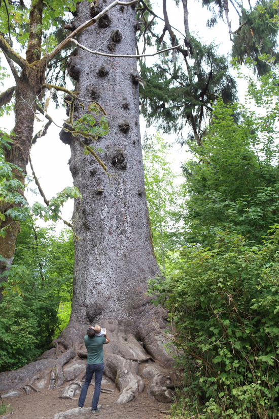 World's largest Sitka Spruce