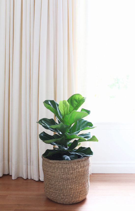 Fiddle leaf fig tree