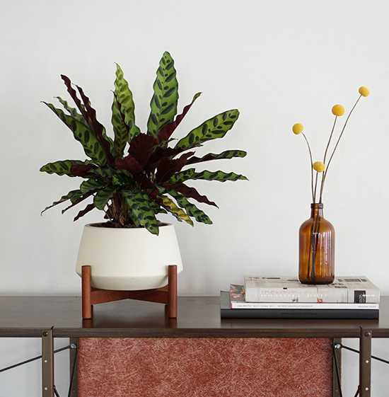 Modernica tabletop diamond planter