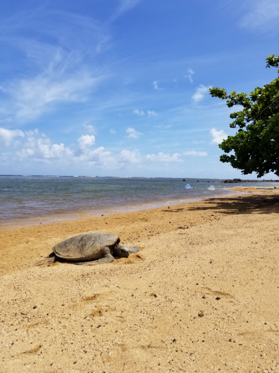 Sea turtle at Anini Beach
