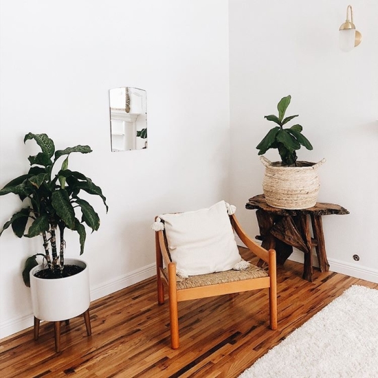 plants & neutrals